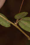 Creeping lespedeza